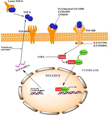 Frontiers | Transforming Growth Factor-Beta (TGF-β) Signaling In Cancer ...